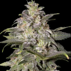 Magic_Bud_1_Feminizované_semínka_konopí