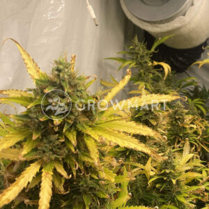 Magnum_Autoflowering_semínka_konopí