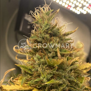 Magnum_Autoflowering_semínka_konopí