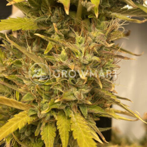 Magnum_Autoflowering_semínka_konopí