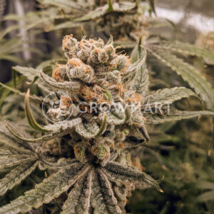 Malasana_cookies_Feminizované_semena_konopí