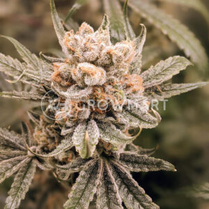 Malasana_cookies_Feminizované_semena_konopí