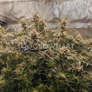 Malasana_cookies_Feminizované_semena_konopí