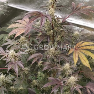 Malasana_cookies_Feminizované_semena_konopí