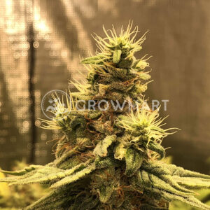 Mandarin_Haze_Feminizované_semínka_konopí