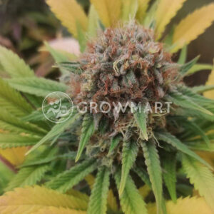 Mango_Cream_Feminizované_semena_konopí