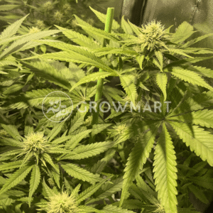 Marmalate_Regular_seminka_konopi