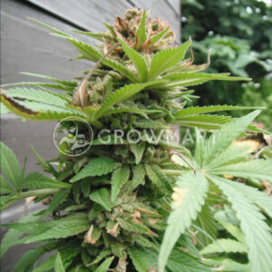 Medical_49_CBD+_Feminizovaná_semínka_konopí