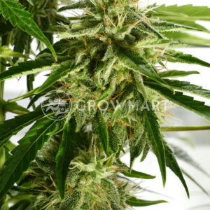 Medikit_Auto_Autoflowering_semínka_konopí