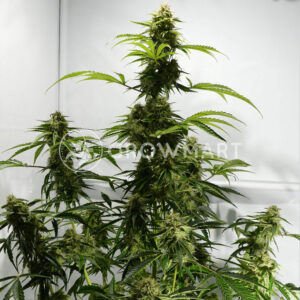 Medikit_Auto_Autoflowering_semínka_konopí