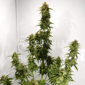 Medikit_Auto_Autoflowering_semínka_konopí