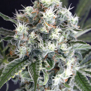 Medxotic_Pure_CBD_Feminizované_CBD_semínka_konopí