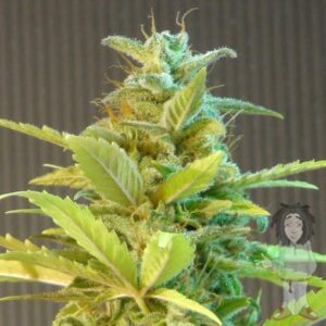 Kannabia Seeds - MIKROMACHINE AUTO | Autoflowering cannabis seeds - Image 5
