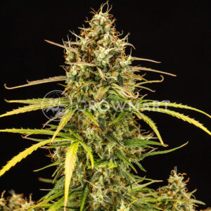 Milky_Way_F1_Auto_seminka_konopi