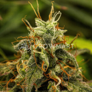 Milky_Way_F1_Auto_seminka_konopi