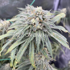 Mimosa_seminka_konopi