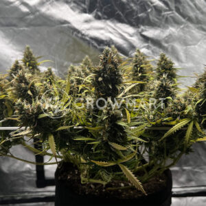 Mimosa_Auto_Seminka_Konopi_1