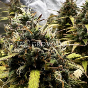 Mimosa_Auto_Seminka_Konopi_2