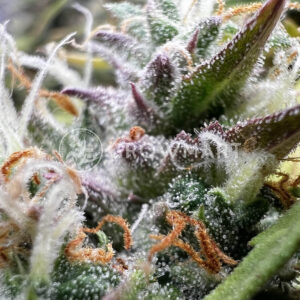 Mimosa_Auto_Seminka_Konopi_3