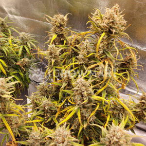 Mimosa_Bruce_Banner_XL_Auto_Seminka_Konopi_1