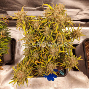 Mimosa_Bruce_Banner_XL_Auto_Seminka_Konopi_2