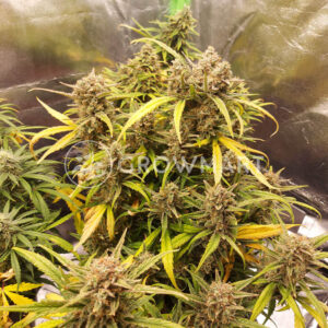 Mimosa_Bruce_Banner_XL_Auto_Seminka_Konopi_3