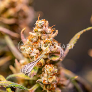 Mimosa_Cake_Auto_seminka_konopi