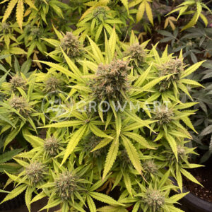 Mimosa_Cake_Auto_seminka_konopi