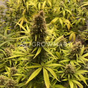 Mimosa_Cake_Auto_seminka_konopi