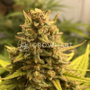 Mimosa_Cake_Auto_seminka_konopi