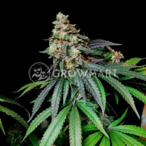 Mimosa_Seminka_Konopi_4