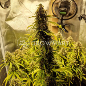 Moby_Dick_Auto_seminka_konopi