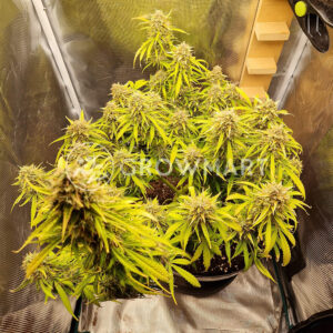 Moby_Dick_Auto_seminka_konopi