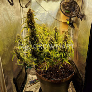 Moby_Dick_Auto_seminka_konopi