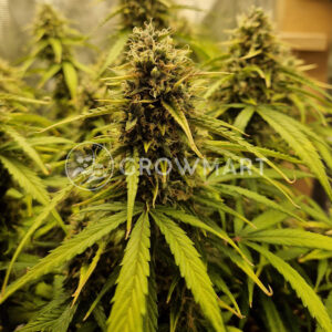 Moby_Dick_Auto_seminka_konopi