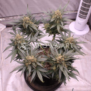 Mohan_Ram_Auto_Autoflowering_semínka_konopí