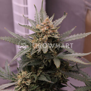 Mohan_Ram_Auto_Autoflowering_semínka_konopí