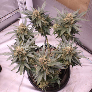 Mohan_Ram_Auto_Autoflowering_semínka_konopí