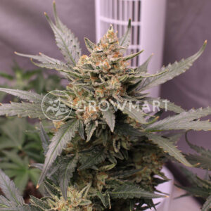 Mohan_Ram_Auto_Autoflowering_semínka_konopí