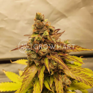 Monkey_Glue_seminka_konopi