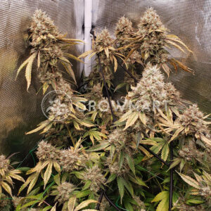 Monkey_Glue_Auto_seminka_konopi