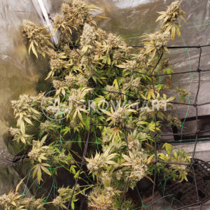 Monkey_Glue_Auto_seminka_konopi