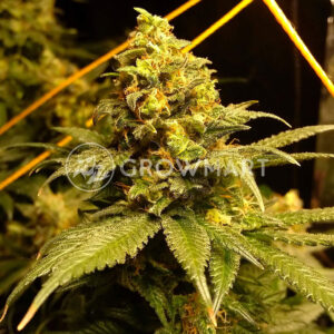 Monster_Feminizované_semínka_konopí