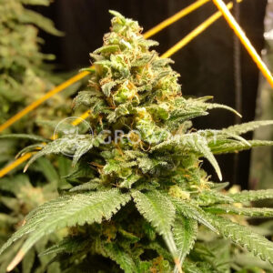 Monster_Feminizované_semínka_konopí