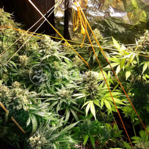 Monster_Feminizované_semínka_konopí