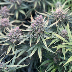 Monsterbud_seminka_konopi