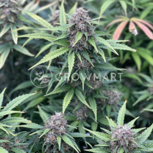 Monsterbud_seminka_konopi