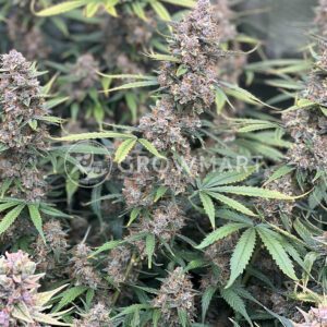 Monsterbud_seminka_konopi