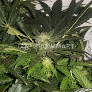 Moscow_Blueberry_Auto_Samonakvetaci_seminka_konopi