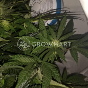 Moscow_Blueberry_Auto_Samonakvetaci_seminka_konopi